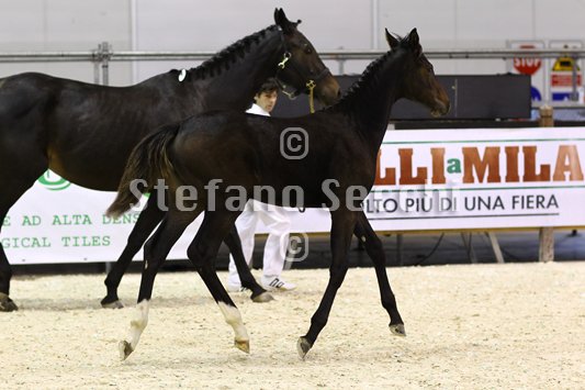 PRINCESS LIESA_MILANO_2010_SS3_7433.jpg